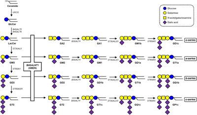 Functional evaluation of novel variants of B4GALNT1 in a patient with hereditary spastic paraplegia and the general population
